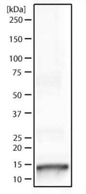 Western Blot: Histone H3 [ac Lys9, p Ser10] Antibody [NB21-1075] - Western blot analysis of HeLa histone prep lysate using Histone H3 [ac Lys9, p Ser10] antibody (NB21-1075) at 1 ug/ml. Observed molecular weight is ~15 kDa.